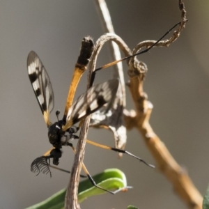 Gynoplistia (Gynoplistia) bella at Michelago, NSW - 11 Nov 2018