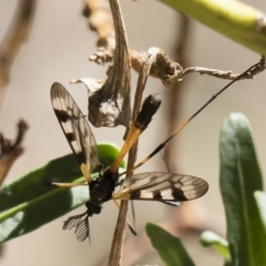 Gynoplistia (Gynoplistia) bella at Michelago, NSW - 11 Nov 2018