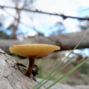 Lentinus arcularius at Carwoola, NSW - 4 Apr 2020 12:00 AM