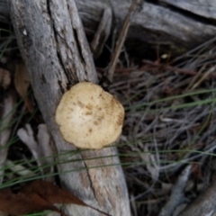 Lentinus arcularius at Carwoola, NSW - 4 Apr 2020 12:00 AM