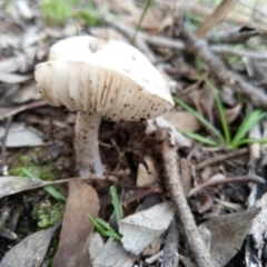 zz agaric (stem; gills white/cream) at Carwoola, NSW - 4 Apr 2020 by Zoed