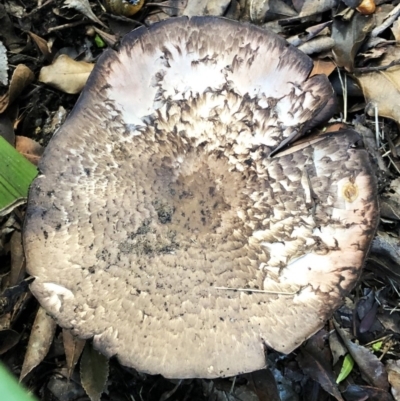 Agaricus sp. (Agaricus) at Hughes, ACT - 4 Apr 2020 by ruthkerruish