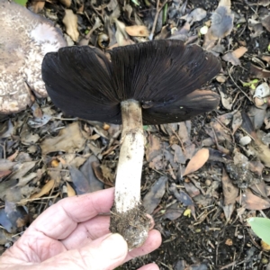 Agaricus sp. at Hughes, ACT - 4 Apr 2020