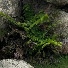 Pteridium esculentum at Rossi, NSW - 2 Mar 2020 by SthTallagandaSurvey