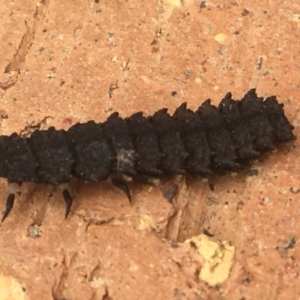 Lycidae sp. (family) at Hughes, ACT - 28 Mar 2020