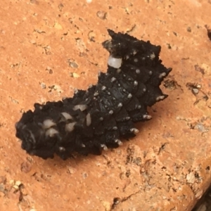 Lycidae sp. (family) at Hughes, ACT - 28 Mar 2020