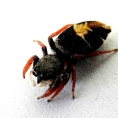 Apricia jovialis (Jovial jumping spider) at Crooked Corner, NSW - 2 Apr 2020 by Milly