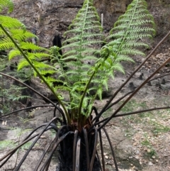 Dicksonia antarctica (Soft Treefern) at Tallaganda National Park - 2 Mar 2020 by SthTallagandaSurvey