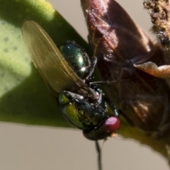 Melanina sp. (genus) (Lauxaniid fly) at Michelago, NSW - 12 Nov 2018 by Illilanga