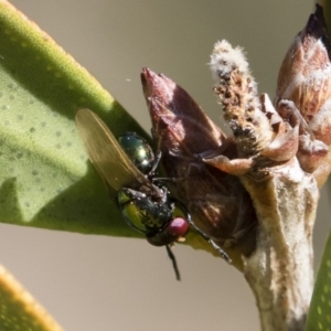 Melanina sp. (genus) at Michelago, NSW - 12 Nov 2018