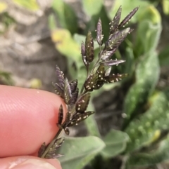 Eragrostis cilianensis (Stinkgrass) at Michelago, NSW - 29 Mar 2020 by Illilanga