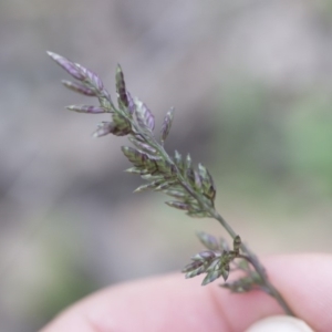 Eragrostis cilianensis at Michelago, NSW - 29 Mar 2020