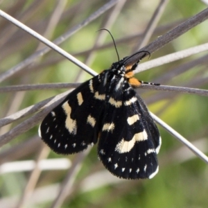 Phalaenoides tristifica at Michelago, NSW - 1 Mar 2020