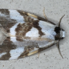 Thallarcha staurocola (Patched Footman) at Lilli Pilli, NSW - 31 Mar 2020 by jbromilow50