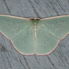 Chlorocoma (genus) (An Emerald moth (Geometrinae)) at Lilli Pilli, NSW - 31 Mar 2020 by jbromilow50