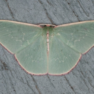 Chlorocoma (genus) (An Emerald moth (Geometrinae)) at Lilli Pilli, NSW - 31 Mar 2020 by jbromilow50