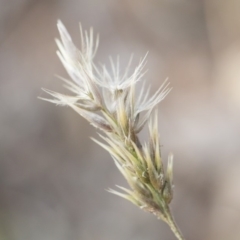 Enneapogon nigricans (Nine-awn Grass, Bottlewashers) at Michelago, NSW - 29 Mar 2020 by Illilanga