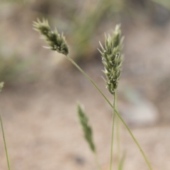 Enneapogon nigricans at Michelago, NSW - 29 Mar 2020