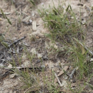 Enneapogon nigricans at Michelago, NSW - 29 Mar 2020