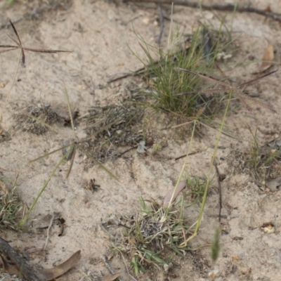 Chloris truncata (Windmill Grass) at Michelago, NSW - 29 Mar 2020 by Illilanga