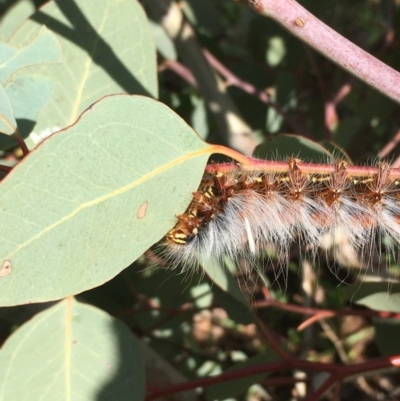 Anthela varia (Hairy Mary) at Fyshwick, ACT - 4 Apr 2020 by JaneR