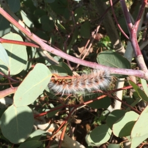 Anthela varia at Fyshwick, ACT - 4 Apr 2020