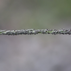 Sporobolus creber at Michelago, NSW - 29 Mar 2020