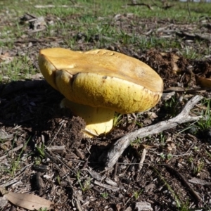 zz bolete at Hughes, ACT - 4 Apr 2020