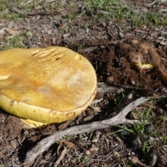 zz bolete at Hughes, ACT - 4 Apr 2020