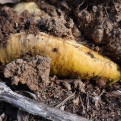 zz bolete at Hughes, ACT - 4 Apr 2020