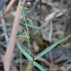 Grona varians (Slender Tick-Trefoil) at Federal Golf Course - 4 Apr 2020 by JackyF