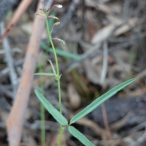 Grona varians at Hughes, ACT - 4 Apr 2020 03:48 PM