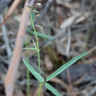 Grona varians (Slender Tick-Trefoil) at Federal Golf Course - 4 Apr 2020 by JackyF