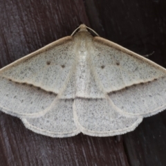 Epidesmia tryxaria (Neat Epidesmia) at Lilli Pilli, NSW - 31 Mar 2020 by jb2602