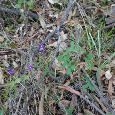 Glycine tabacina (Variable Glycine) at Hughes, ACT - 4 Apr 2020 by JackyF