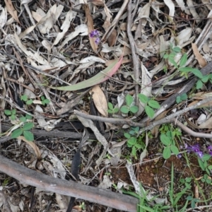 Glycine tabacina at Hughes, ACT - 4 Apr 2020