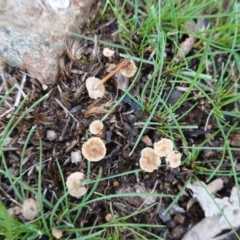 zz agaric (stem; gills white/cream) at Federal Golf Course - 4 Apr 2020 by JackyF