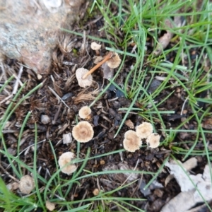 zz agaric (stem; gills white/cream) at Hughes, ACT - 4 Apr 2020