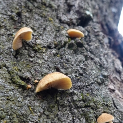 Unidentified Other cap, gills below, no stem at Red Hill, ACT - 4 Apr 2020 by JackyF