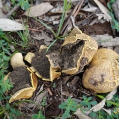 Scleroderma sp. (Scleroderma) at Red Hill, ACT - 4 Apr 2020 by JackyF