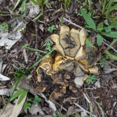 Scleroderma sp. at Red Hill, ACT - 4 Apr 2020