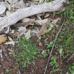 Scleroderma sp. at Red Hill, ACT - 4 Apr 2020