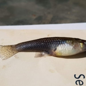 Gambusia holbrooki at Hackett, ACT - 1 Apr 2020