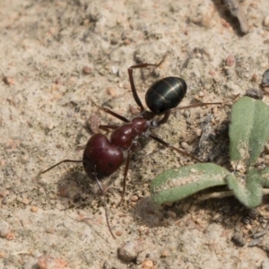 Melophorus rufoniger at Michelago, NSW - 23 Feb 2020