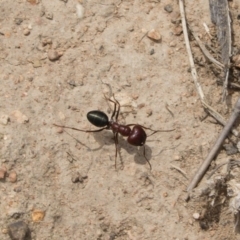 Melophorus rufoniger at Michelago, NSW - 23 Feb 2020