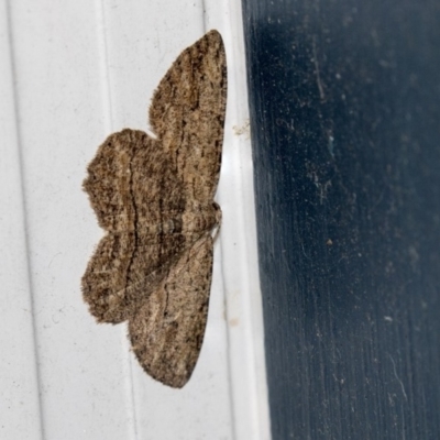 Ectropis excursaria (Common Bark Moth) at Higgins, ACT - 12 Mar 2019 by AlisonMilton