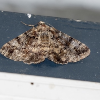 Cryphaea xylina (Woodland Geometrid) at Higgins, ACT - 3 Jan 2019 by AlisonMilton