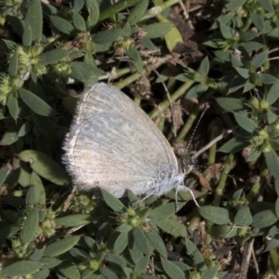 Zizina otis (Common Grass-Blue) at Higgins, ACT - 4 Apr 2020 by AlisonMilton