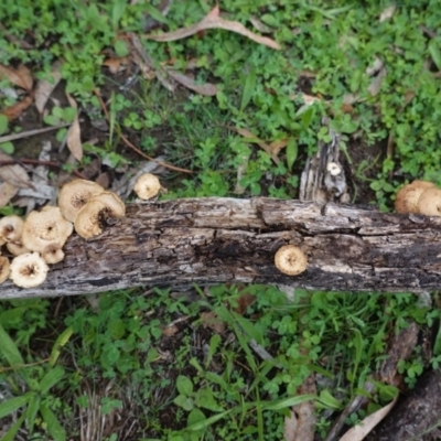 Lentinus arcularius (Fringed Polypore) at Red Hill, ACT - 4 Apr 2020 by JackyF