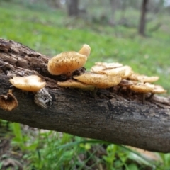 Lentinus arcularius at Red Hill, ACT - 4 Apr 2020 04:07 PM